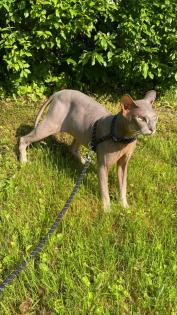 Deckkater Don Sphynx / Sphinx flock