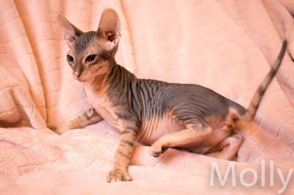 Don Sphynx Kitten - Katzenbabys