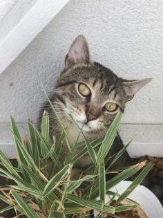 Liebevoller Kater Levi sucht ein neues Zuhause und Raum für seine Entfaltung