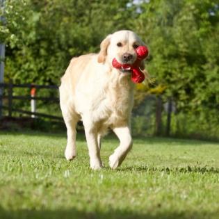 Golden Retriever Wurfankündigung