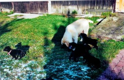 Biete Labrador Mix-Welpen