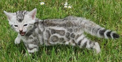 Reinrassige Black Silber Bengal Junge geboren. 3. 52022