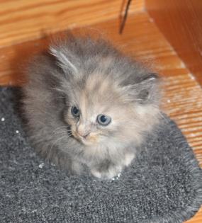 Maine Coon kitten Mädchen und Kater