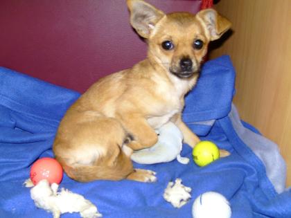 Chihuahua-Mischling Jamie