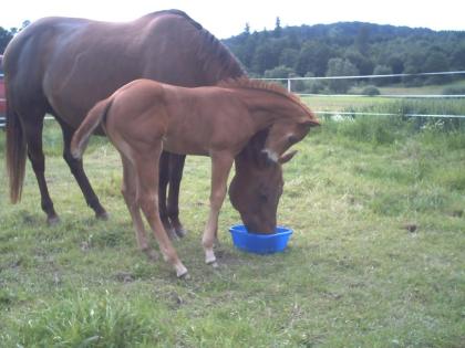 Quarter Horse Absetzer - ein echter Kracher