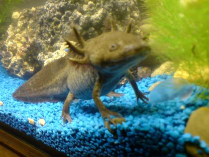 Junge Axolotl abzugeben