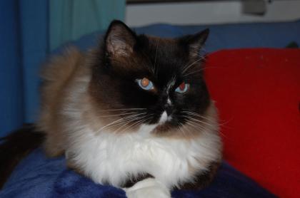 Ragdoll Deckkater mit tollen blauen Augen