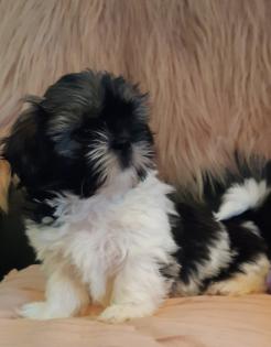 5 süße ShihTzu-Mixwelpen abzugeben