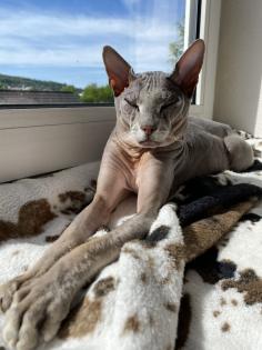 Deckkater Don Sphynx / Sphinx flock