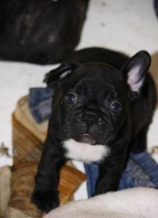 Französische bulldogge welpen