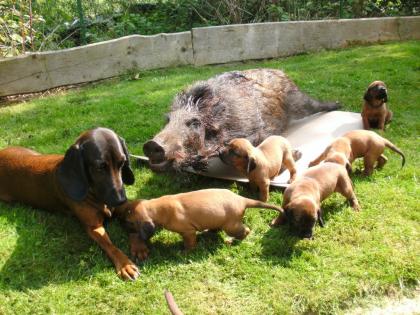 BGS Bayrische Gebirgsschweißhund-Welpen z. vk.