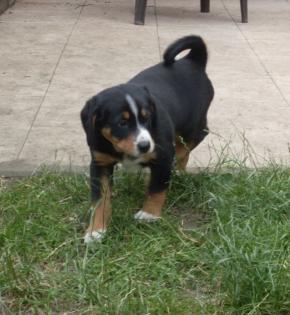 Entlebucher/Appenzellerwelpen