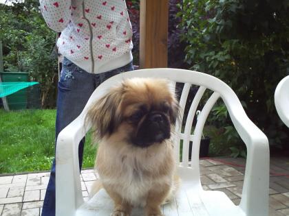 Reinrassiger Pekinese abzugeben