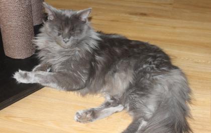 Maine Coon kitten Mädchen und Kater