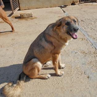 Lola sucht ein Zuhause