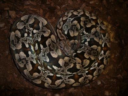 Acrantophis dumerili südliche Madagaskarboa aus eigener Nachzucht abzugeben