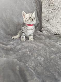 BKH Silver Tabby Kitten Reinrassig