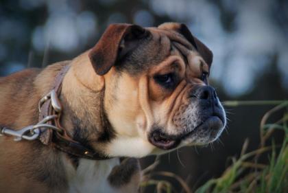 English Bulldog alternativ