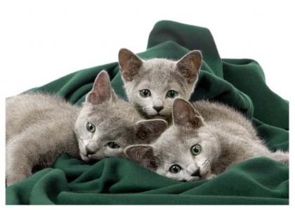 Russisch Blau Babys Katzen 2 Stk. Mädchen und Jungen