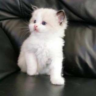 Perfekte Ragdoll Katzen Babies mit Papieren