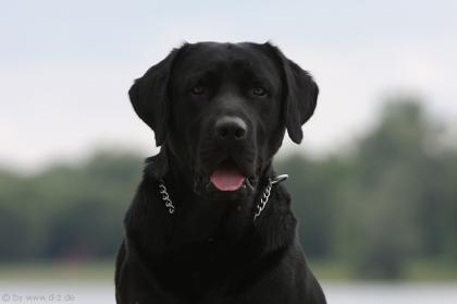 Ranno von Tannenhof Labrador Deckrüde