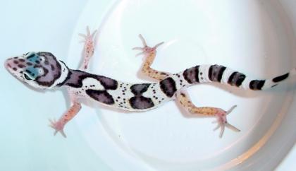 Leopardgecko Snow het Tremper abzugeben