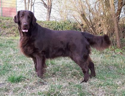 Flatcoated Retriever- Welpen