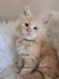 Wundervolle Maine Coon Kitten