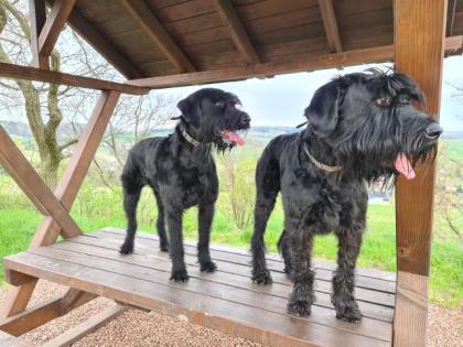 Riesenschnauzer vom Wasserschloss