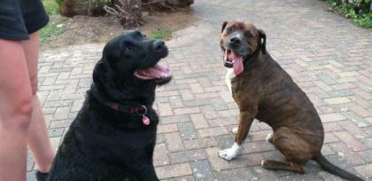 Labrador- Boxer Mischlings Welpen