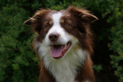 Border Collie Welpen mit VDH Papieren