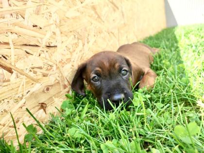 Bayerische Gebirgsschweißhunde Welpen