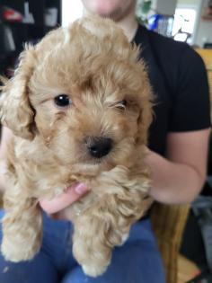 Maltipoo Welpen F1 Malteser/ Pudel