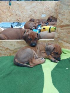 Rhodesian Ridgeback Welpen