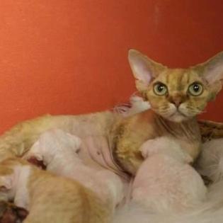 Devon rex Babys, die Eltern sind getestet auf gen Erbkrankheiten