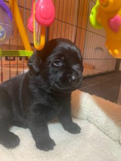 Labradorwelpen in schwarz und foxred