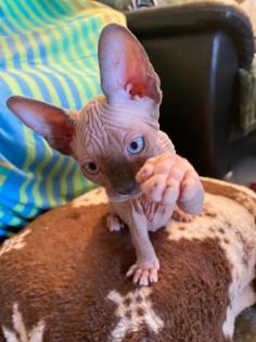 Canadian Sphynx Kitten,