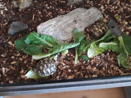 Terrarium mit 2 Schildkröten