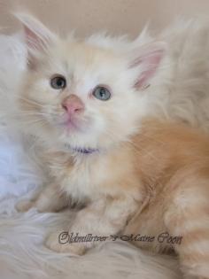 Wundervolle Maine Coon Kitten