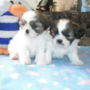 Shih Tzu Welpen