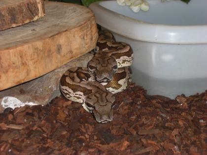 Boa / südl Madagaskarboa - arcantrophis dumerili 3. 2 ENZ 09