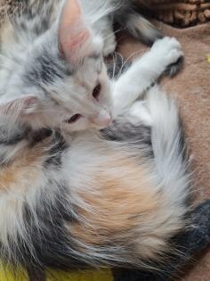 Maincoon Kitten reinrassig