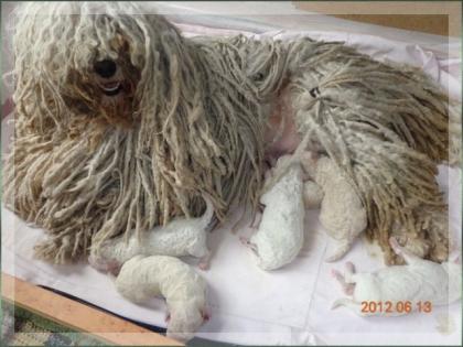 Hungarian White Puli