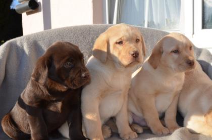 Labrador Welpen in braun und blond