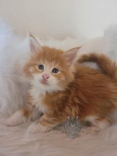 Wundervolle Maine Coon Kitten