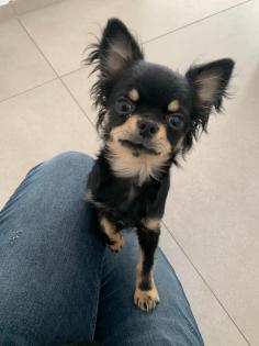 Stubenreiner Chihuahua Black Tan