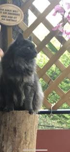 Deckkater Mainecoon reinrassig