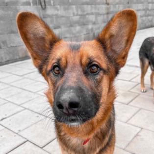 Geronimo. liebenswerter Familienhund