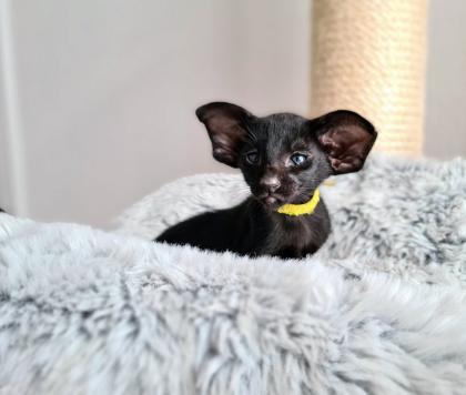 Orientalisch Kurzhaar Kitten mit Papiere / Stammbaum