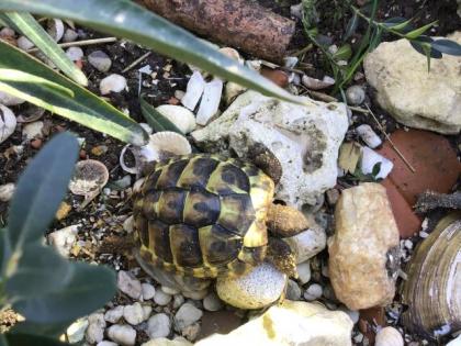 Griechische Landschildkröten NZ 2021, 2021 und ältere Einzeltiere mit CITES